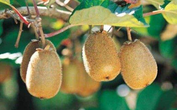 猕猴桃季节是什么