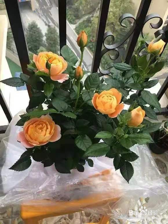 垃圾桶里一堆“贵货”花，丢人也要捡