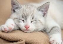 夏天猫掉毛严重怎么处理