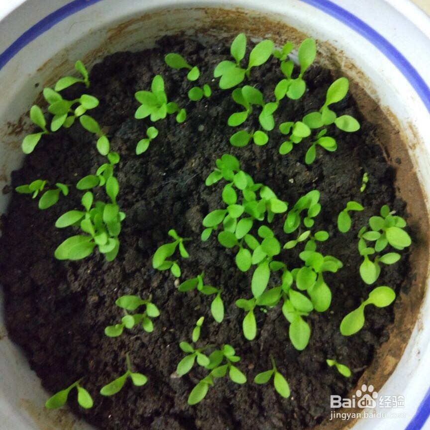 如何播种好康乃馨