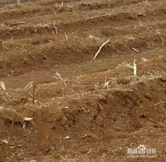 种植樱桃树栽多深最好