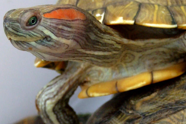 巴西龟需要冬眠吗？冬天一样要水