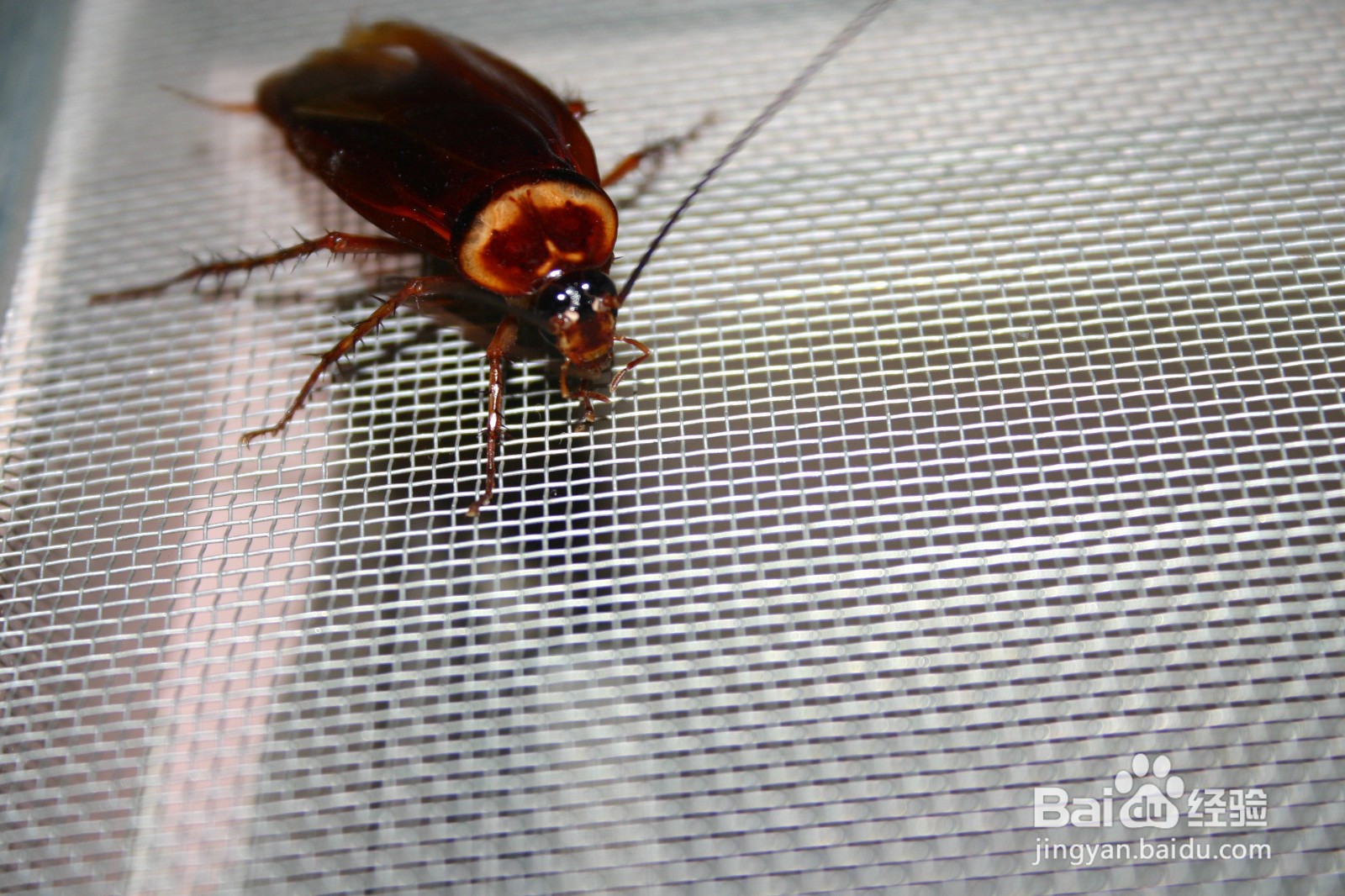 寺庙里如何驱赶蟑螂