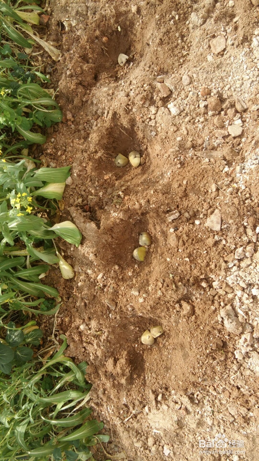 怎样育土豆种和种好土豆?