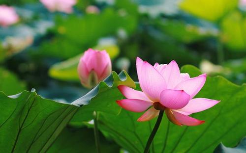 怎样夸赞别人照片漂亮