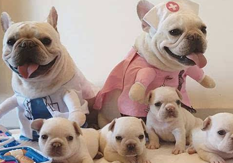 法斗犬的优缺点是什么