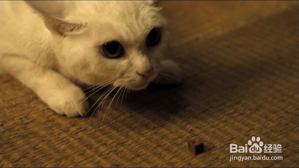 怎么喂养幼猫？