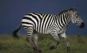 斑马的尾巴有什么作用？#校园分享#