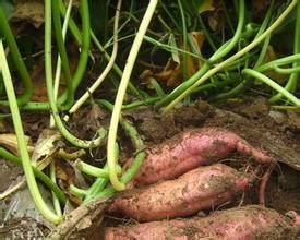 红薯叶子都有哪些好处