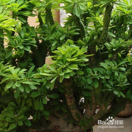麒麟掌黄叶子怎么办