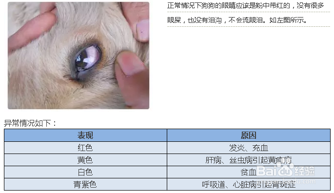 挑选健康狗狗