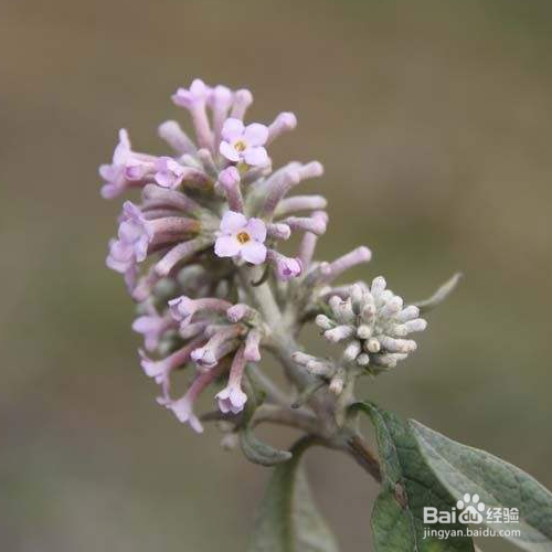 密蒙花的养殖方法