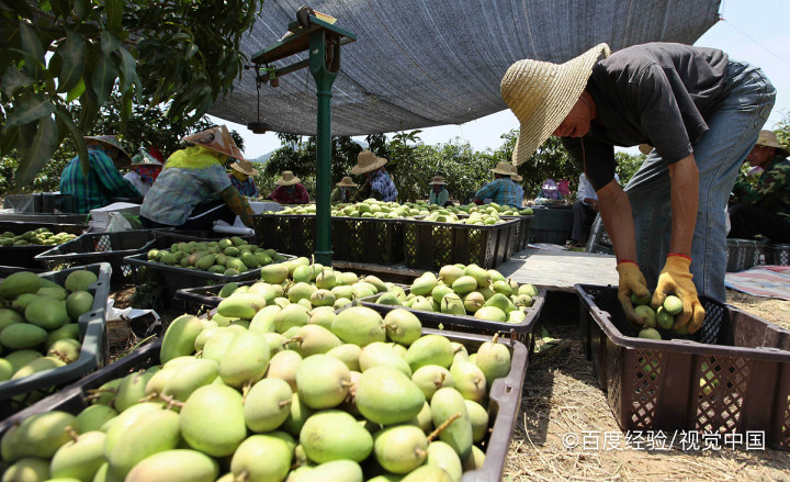 买回的青芒果应该怎么进行催熟