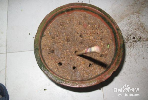 扶桑花怎样扦插繁殖