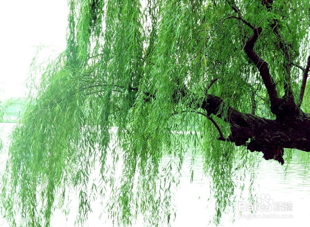 观中国各城市市树,了解中国各地风景