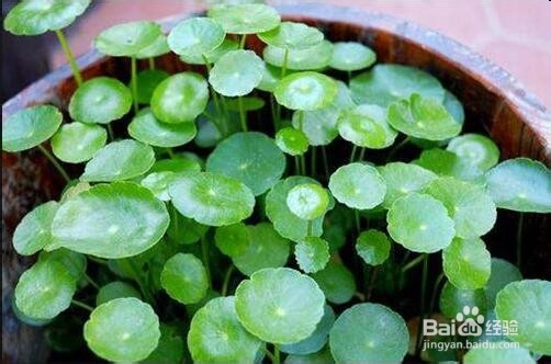 室外铜钱草怎么过冬