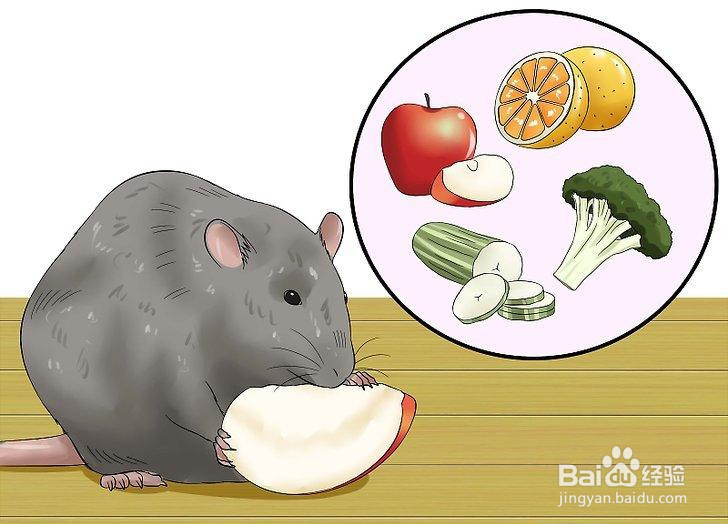 如何喂养宠物鼠