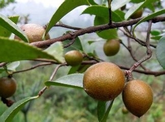 过敏性皮如何直面春天