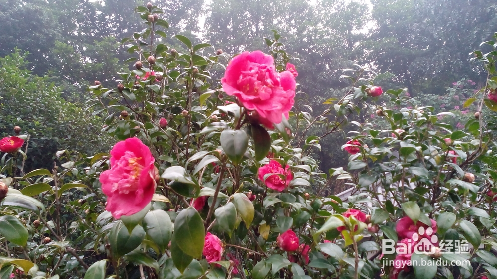 肇庆鼎湖山游记