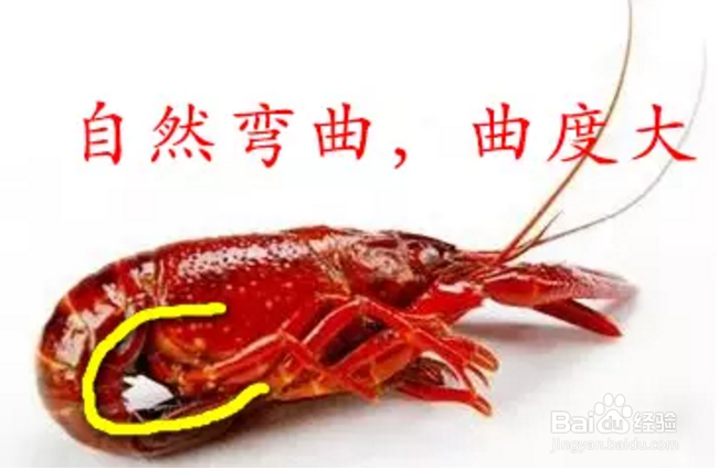 小龙虾该怎么选？
