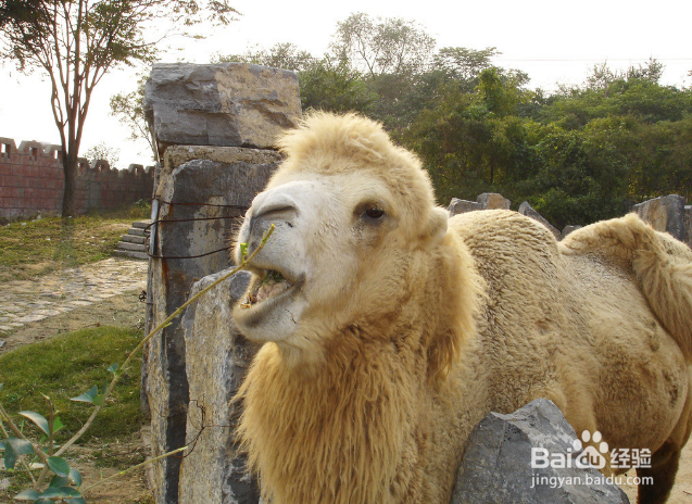 王牌驼骆驼奶为什么价格比较高？