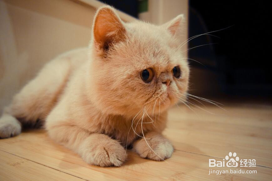 加菲猫如何才能养好