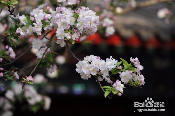 北京春天：赏花好去处