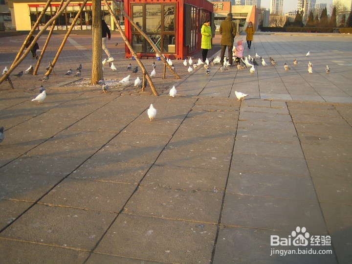 海边为什么要养鸽子