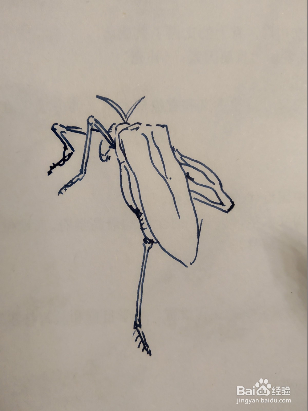 飞蝗的双钩画法