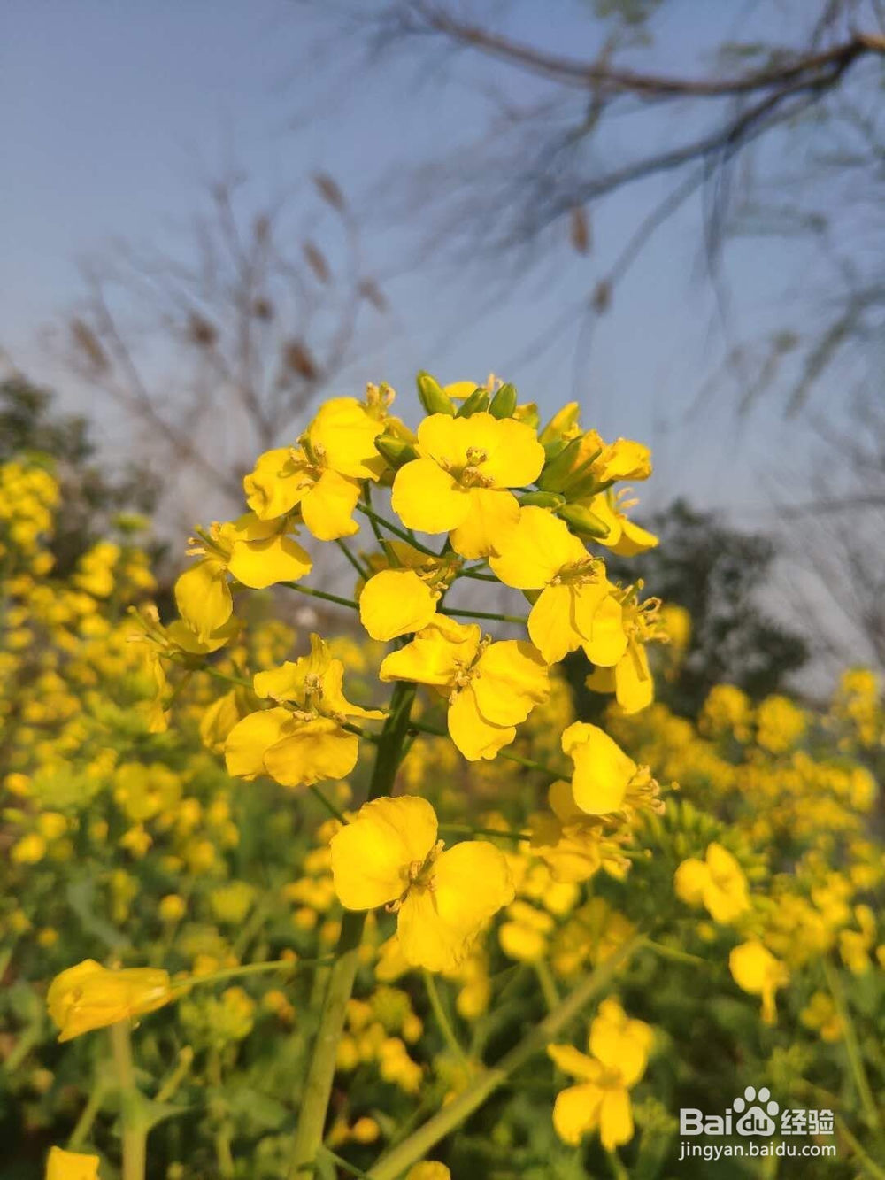 拍摄油菜花技巧