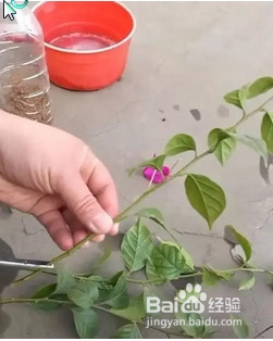 10月份扦插三角梅怎样管理