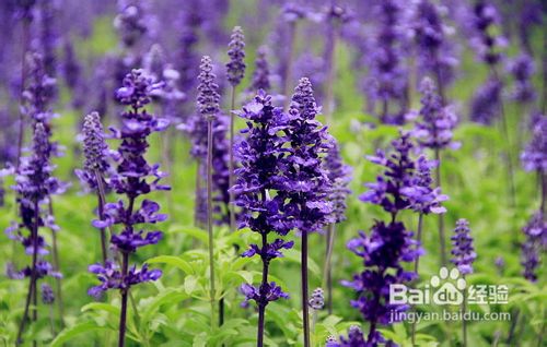 普罗旺斯薰衣草之恋