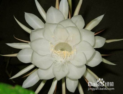 昙花怎么养怎么修剪