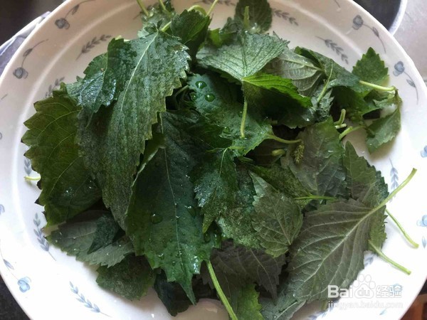 紫苏叶怎么炒吃最好吃