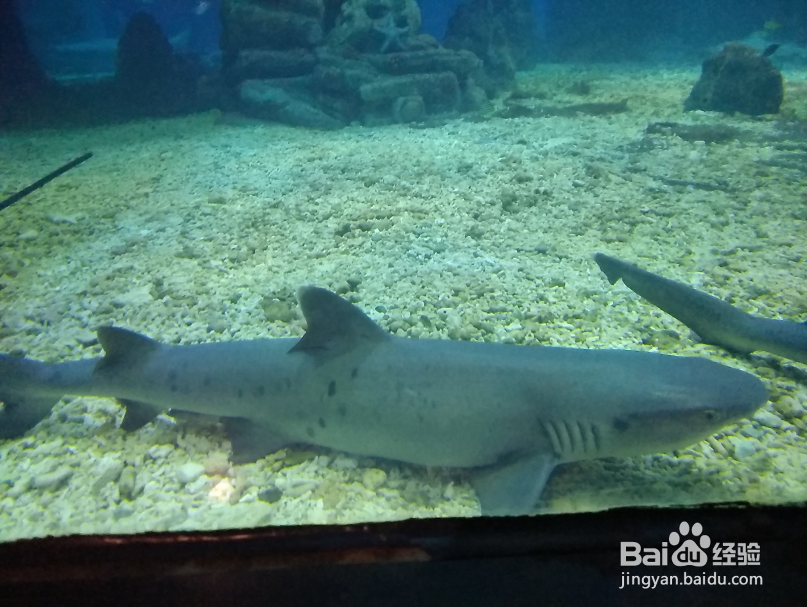 大连老虎滩一日游攻略