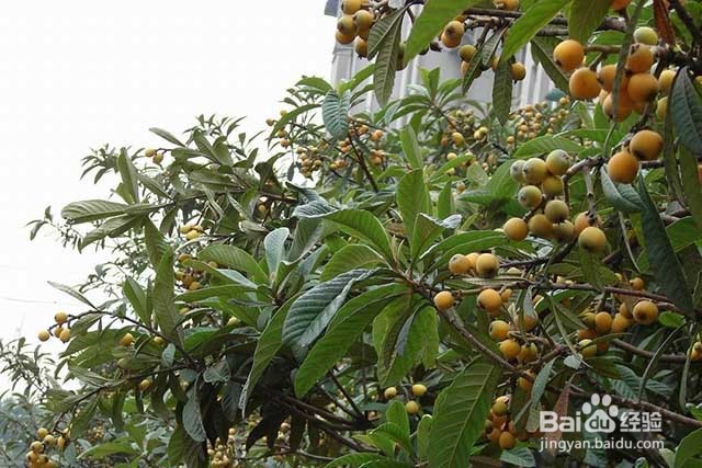 枇杷种植的管理要点和膨果增甜着色的方法