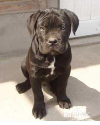 去除狗狗体臭的方法