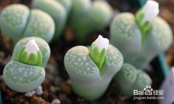 多肉植物怎么种植--多肉植物养护指南