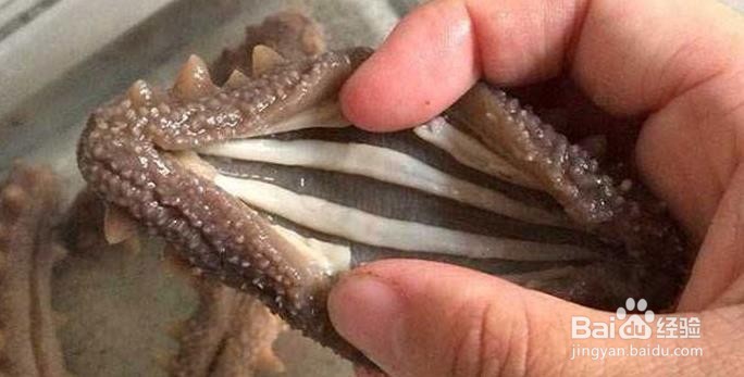 如何辨别海参的好坏
