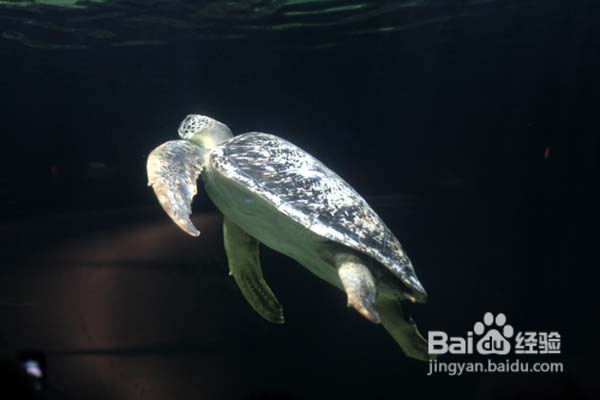 温哥华水族馆:水中舞动的精灵们