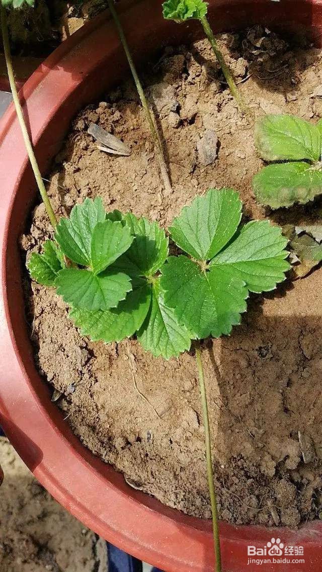 只用1个花盆,草莓长得吃不完