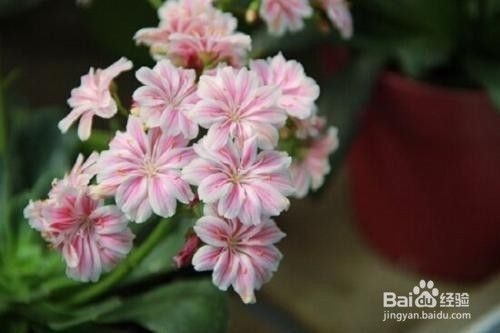 露薇花怎么样分株呢 百度经验