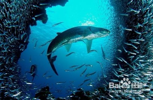 高考生物复习三个大阶段详细划分和操作