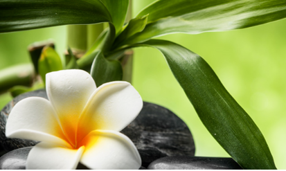 水养富贵竹养殖方法与注意事项