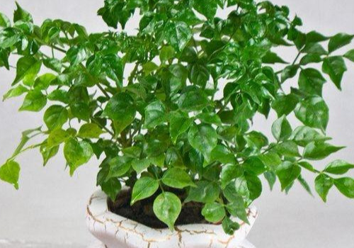 室温20度幸福树施肥吗