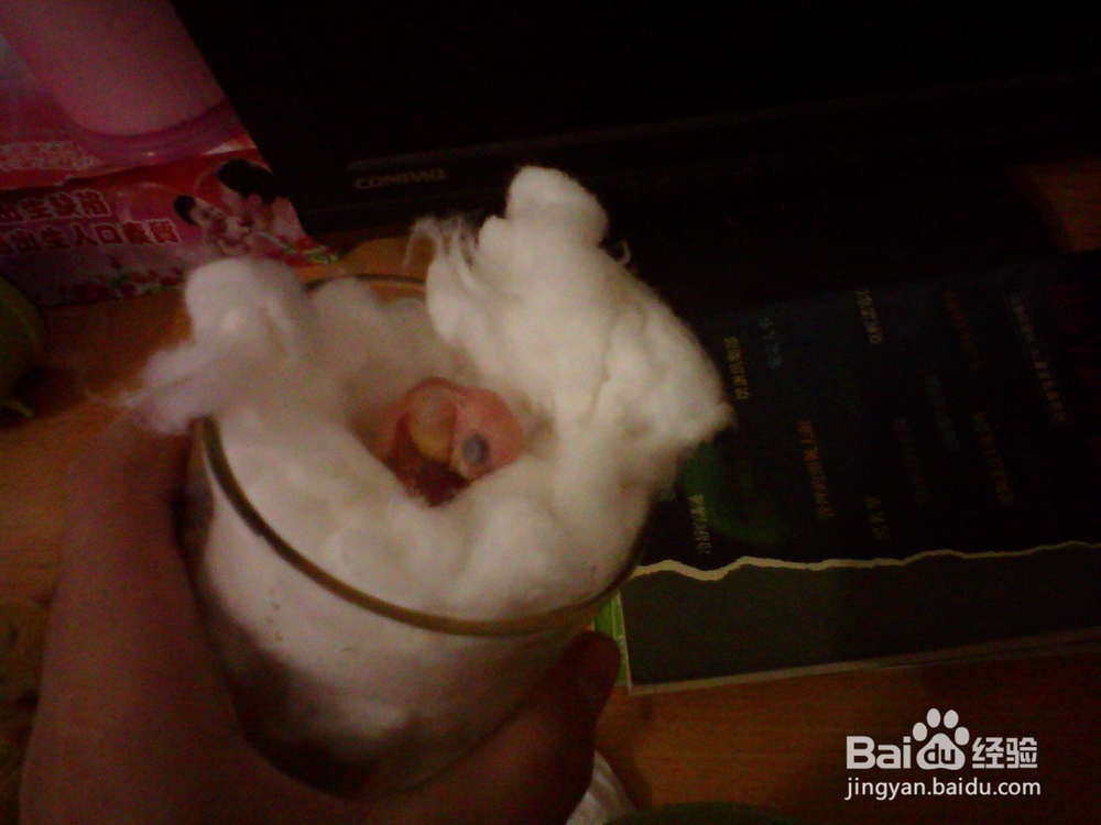 怎么喂养刚出生的虎皮鹦鹉