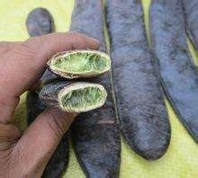 痒痒粉的简单制作方法