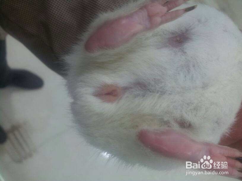 荷兰猪绝育要注意什么?