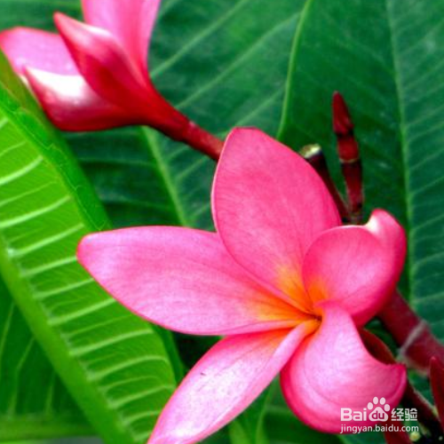 如何把红鸡蛋花养的更好?