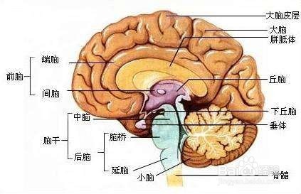 怎么区分心理学中人的潜意识和显意识